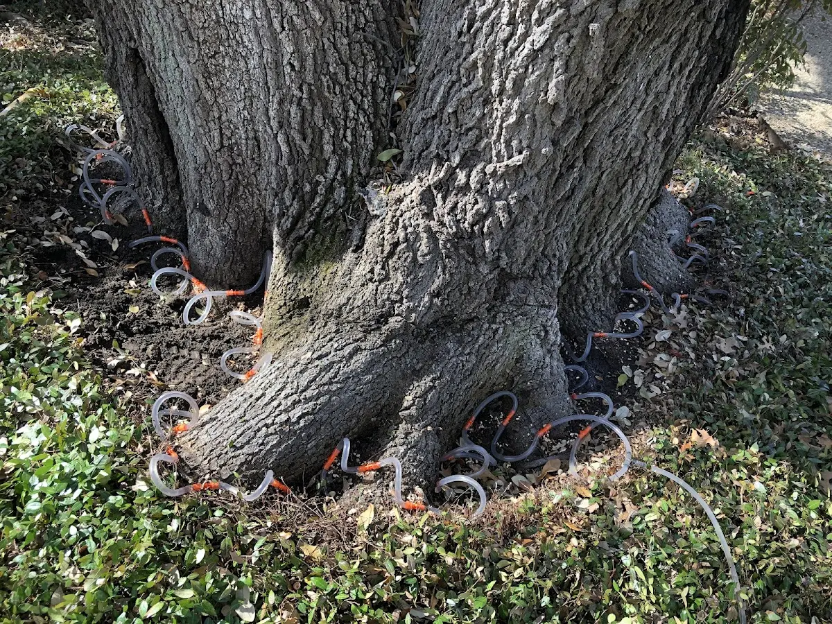 Detailed Tree Cabling and Bracing job site in South Rockwood
