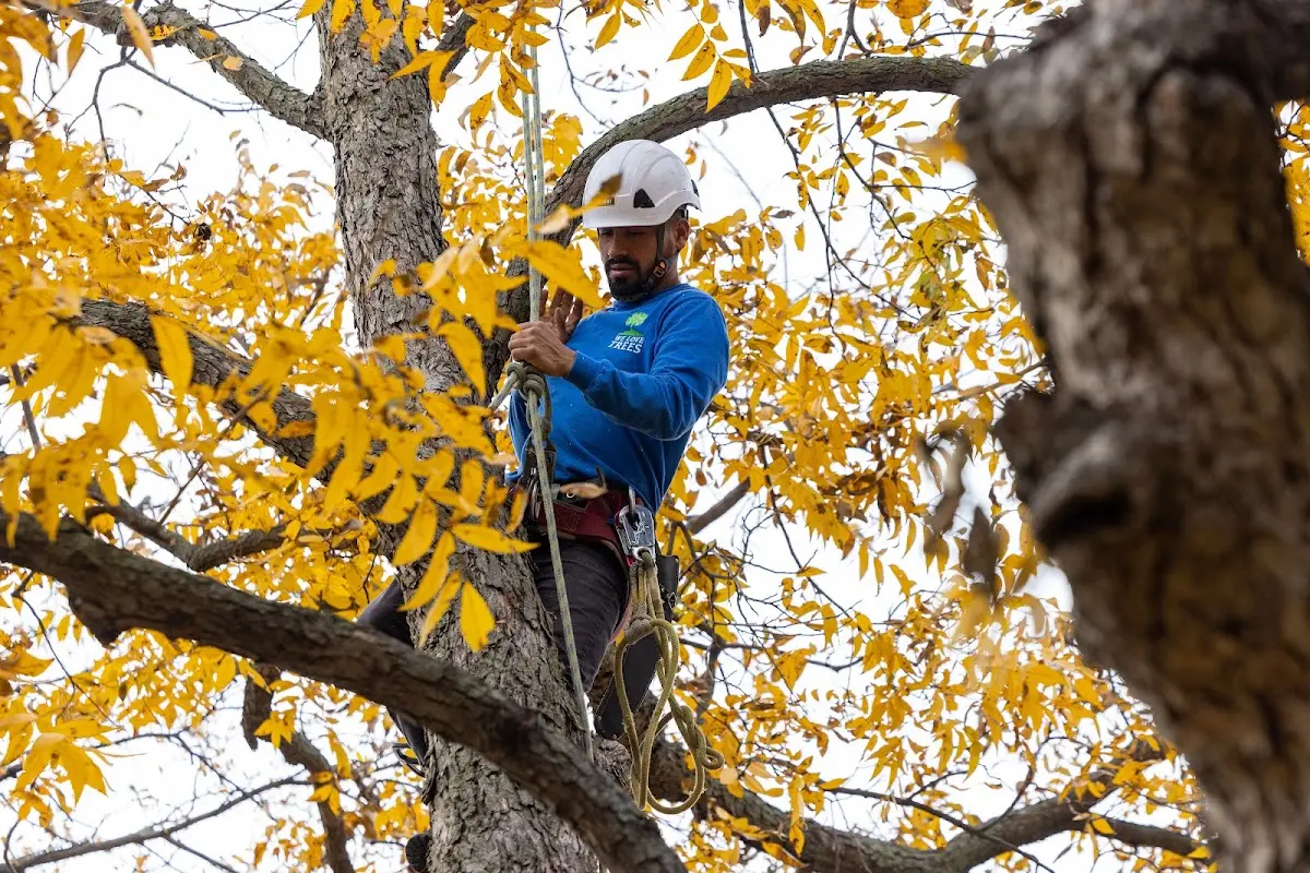 Skilled Tree Pruning crew working in South Rockwood