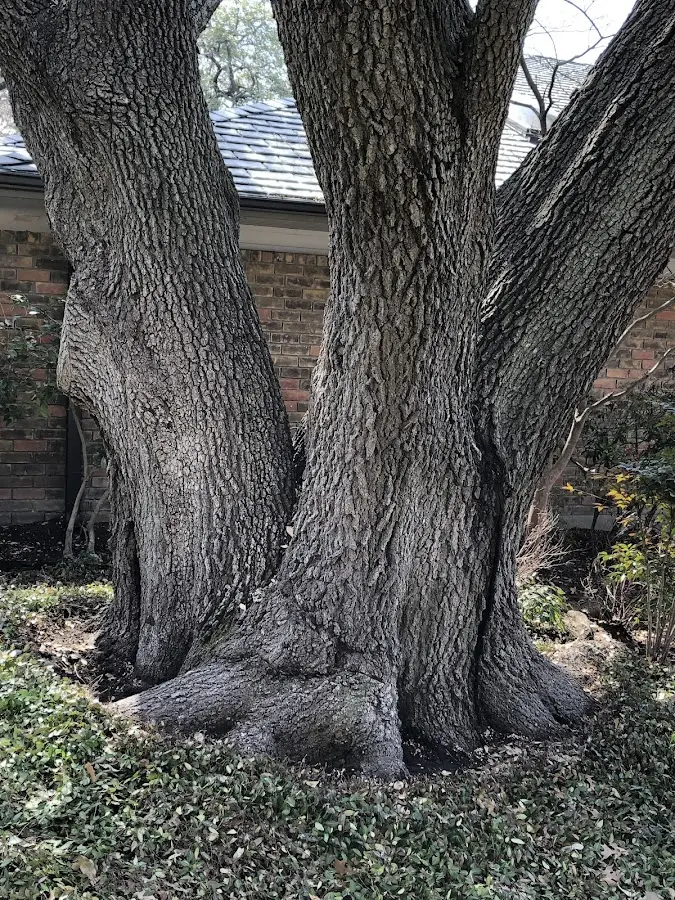Mature heritage tree close to a South Rockwood property cared for by certified arborists